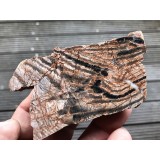 Stromatolit